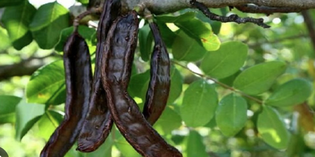 Gazima�usa il�esinde harnup hasad�na ba�lama tarihi 5 A�ustos