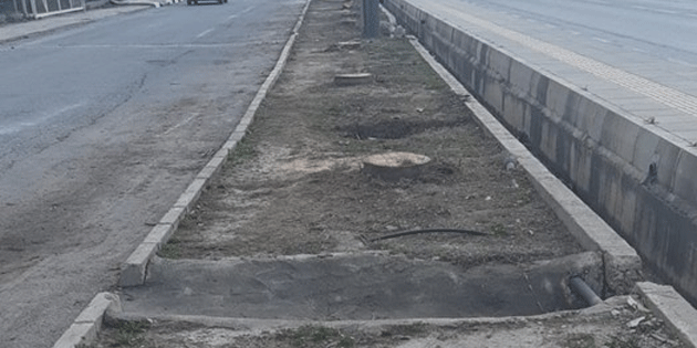 Peyzaj Mimarlar� Odas�, a�a� katliamlar�n�n durdurulmas� i�in �a�r� yapt�