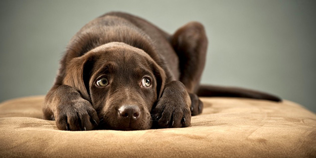 K�pe�ini �ld�ren ki�i tutukland�