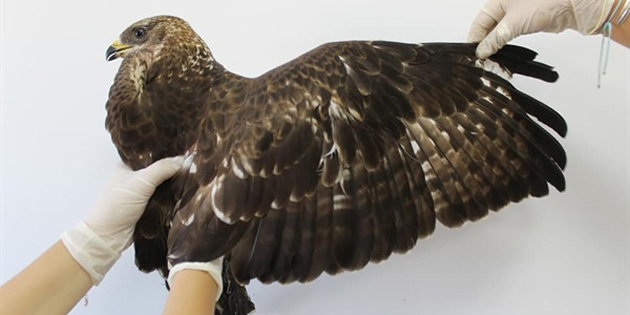 Tedavi edilen ar� �ahinleri do�aya b�rak�ld� 