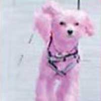 K�pe�ini pembeye boyatt�!