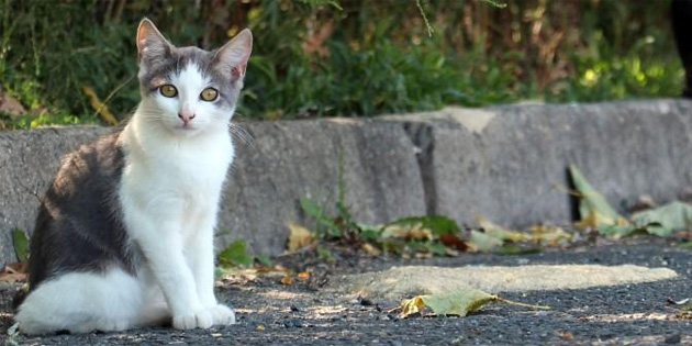 Karpaz'da kediyi sa�ma ile vuran �ah�s para cezas� ald�!