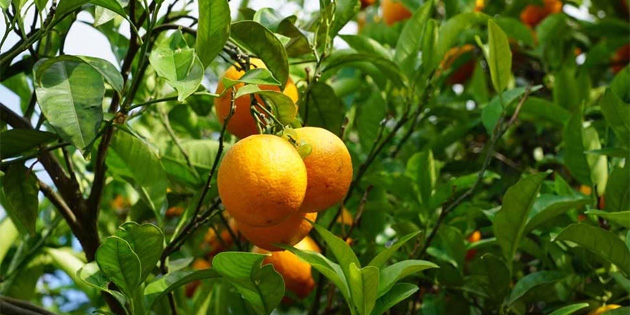 Turun�gil zararl�s� i�in biyolojik m�cadele 